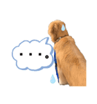 愛犬、こじろうの気持ち（FULL）（個別スタンプ：9）