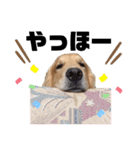 愛犬、こじろうの気持ち（FULL）（個別スタンプ：10）