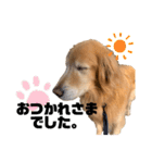 愛犬、こじろうの気持ち（FULL）（個別スタンプ：12）
