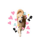 愛犬、こじろうの気持ち（FULL）（個別スタンプ：13）