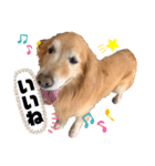 愛犬、こじろうの気持ち（FULL）（個別スタンプ：14）