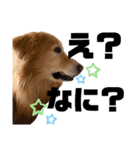 愛犬、こじろうの気持ち（FULL）（個別スタンプ：15）