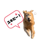 愛犬、こじろうの気持ち（FULL）（個別スタンプ：16）
