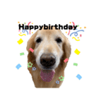 愛犬、こじろうの気持ち（FULL）（個別スタンプ：17）