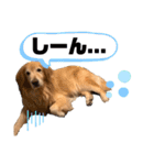 愛犬、こじろうの気持ち（FULL）（個別スタンプ：18）