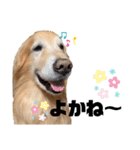 愛犬、こじろうの気持ち（FULL）（個別スタンプ：19）