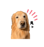 愛犬、こじろうの気持ち（FULL）（個別スタンプ：20）