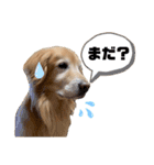 愛犬、こじろうの気持ち（FULL）（個別スタンプ：21）