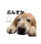 愛犬、こじろうの気持ち（FULL）（個別スタンプ：22）
