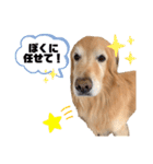 愛犬、こじろうの気持ち（FULL）（個別スタンプ：24）