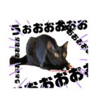 シャムトラと黒猫双子猫（個別スタンプ：3）