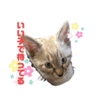 シャムトラと黒猫双子猫（個別スタンプ：4）
