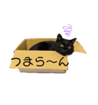 シャムトラと黒猫双子猫（個別スタンプ：5）