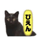 シャムトラと黒猫双子猫（個別スタンプ：7）