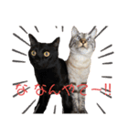 シャムトラと黒猫双子猫（個別スタンプ：8）