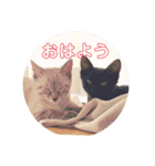 シャムトラと黒猫双子猫（個別スタンプ：10）