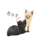 シャムトラと黒猫双子猫（個別スタンプ：13）