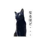 シャムトラと黒猫双子猫（個別スタンプ：15）