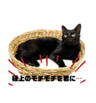 シャムトラと黒猫双子猫（個別スタンプ：16）