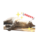 シャムトラと黒猫双子猫（個別スタンプ：17）