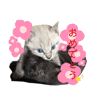 シャムトラと黒猫双子猫（個別スタンプ：19）