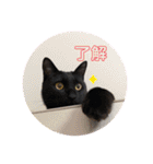 シャムトラと黒猫双子猫（個別スタンプ：20）