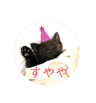シャムトラと黒猫双子猫（個別スタンプ：23）
