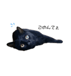 シャムトラと黒猫双子猫（個別スタンプ：24）