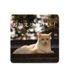 シャムトラと黒猫双子猫（個別スタンプ：26）