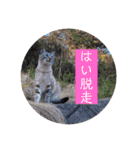 シャムトラと黒猫双子猫（個別スタンプ：27）