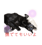 シャムトラと黒猫双子猫（個別スタンプ：31）
