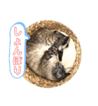 シャムトラと黒猫双子猫（個別スタンプ：36）