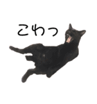 シャムトラと黒猫双子猫（個別スタンプ：39）