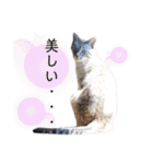 シャムトラと黒猫双子猫（個別スタンプ：40）