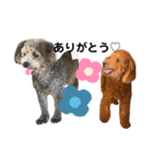 Chloe＆chocolat（個別スタンプ：15）
