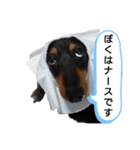 ダックスちょこたんの日常（個別スタンプ：1）