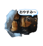 ダックスちょこたんの日常（個別スタンプ：5）