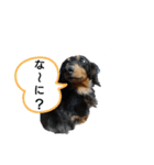 ダックスちょこたんの日常（個別スタンプ：6）