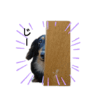 ダックスちょこたんの日常（個別スタンプ：7）