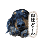 ダックスちょこたんの日常（個別スタンプ：8）