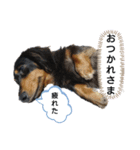 ダックスちょこたんの日常（個別スタンプ：9）