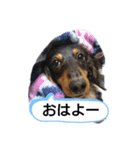 ダックスちょこたんの日常（個別スタンプ：10）