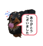 ダックスちょこたんの日常（個別スタンプ：11）