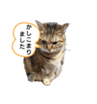 ダックスちょこたんの日常（個別スタンプ：12）