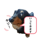 ダックスちょこたんの日常（個別スタンプ：13）