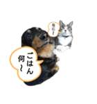 ダックスちょこたんの日常（個別スタンプ：15）
