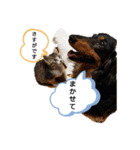 ダックスちょこたんの日常（個別スタンプ：16）