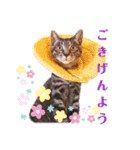 こじゅしかスタンプ（個別スタンプ：1）