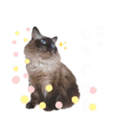 こじゅしかスタンプ（個別スタンプ：2）