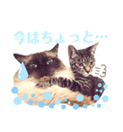 こじゅしかスタンプ（個別スタンプ：8）